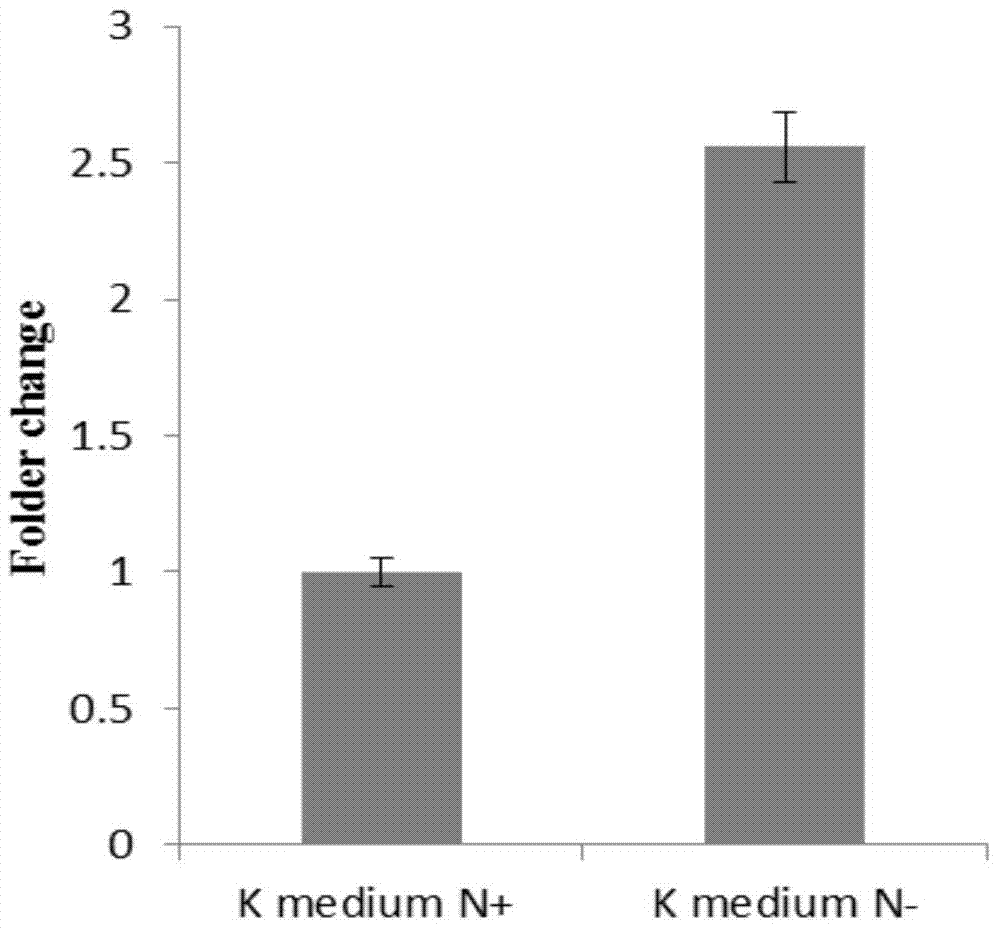 A gene that maintains the high-efficiency nitrogen fixation ability of the strain