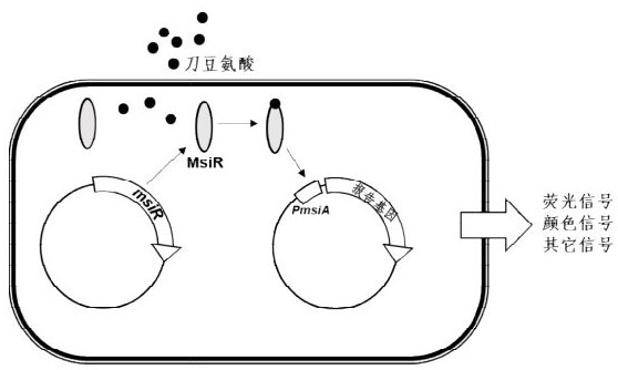 Transcription regulatory protein msir mutant protein of Rhizobium tianshanensis and its application in canavanine biosensor