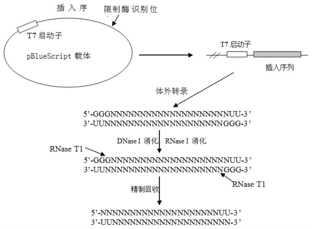 African horse sickness virus RNA qualitative standard sample, application and preparation method