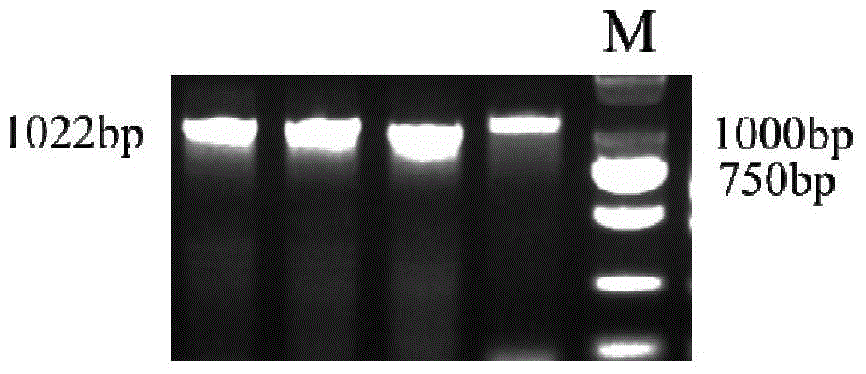 Molecular marker related to pH (Potential of Hydrogen) value character of pig muscle