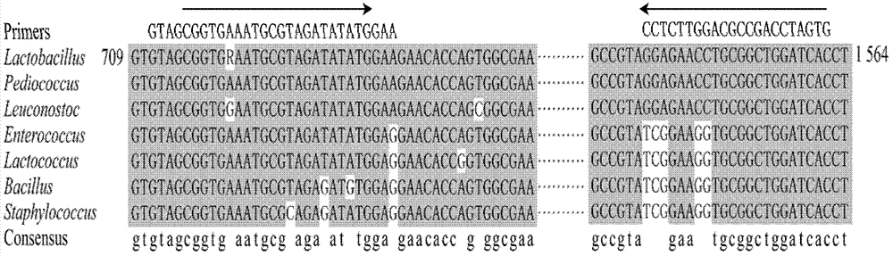 Method and kit for screening/detecting lactobacillus