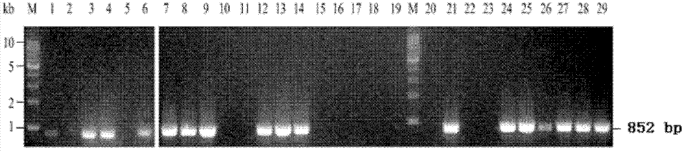 Method and kit for screening/detecting lactobacillus