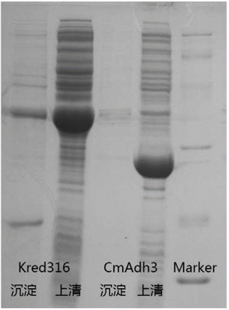 Enzymatic method for preparing statins intermediates