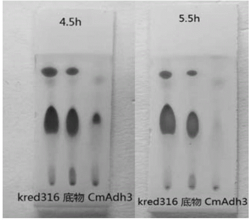 Enzymatic method for preparing statins intermediates