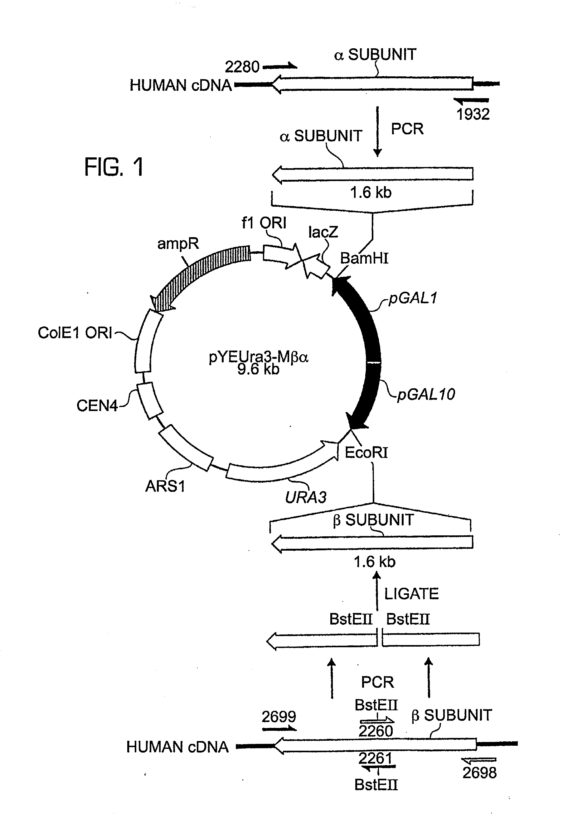 Method for producing, in yeast, a hydroxylated triple helical protein, and yeast host cells useful in said method