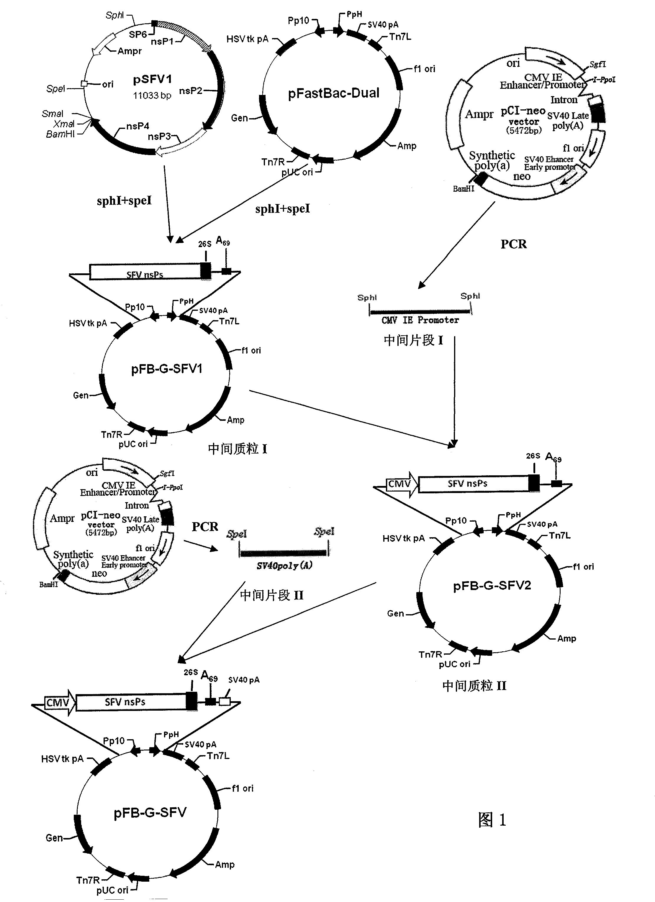 Recombination bacillary viral vector skeleton plasmid and application thereof