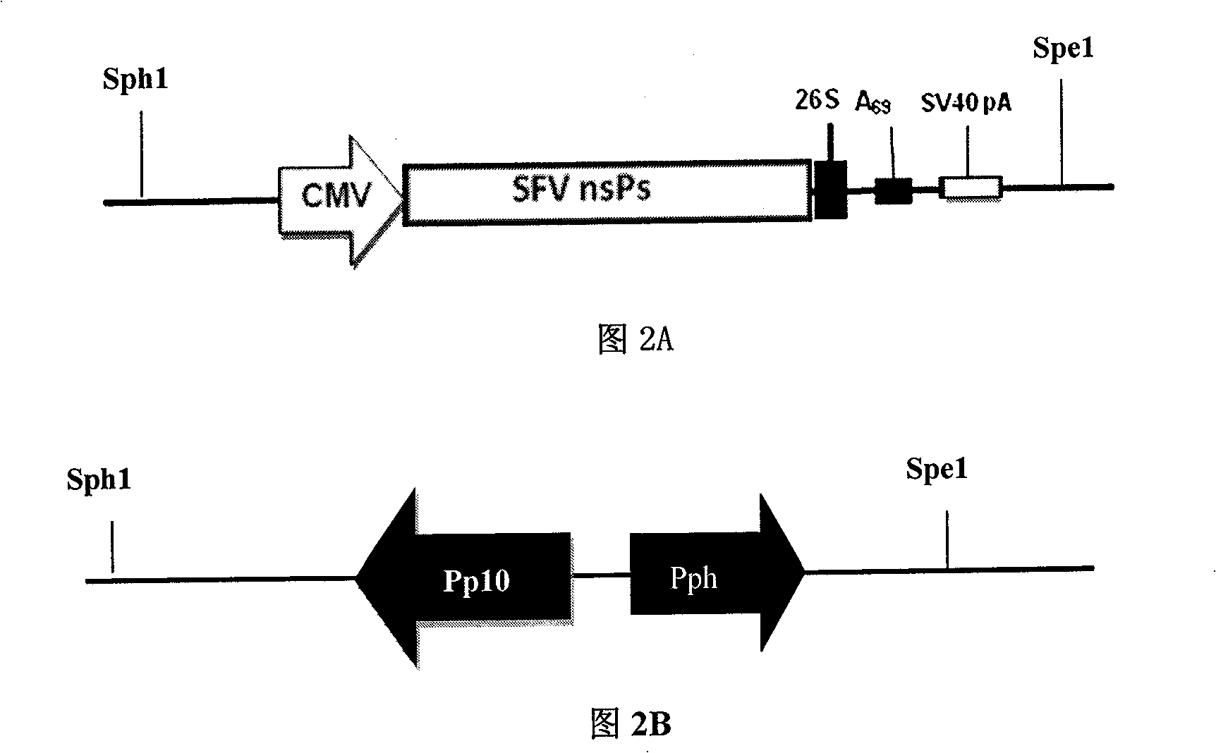 Recombination bacillary viral vector skeleton plasmid and application thereof