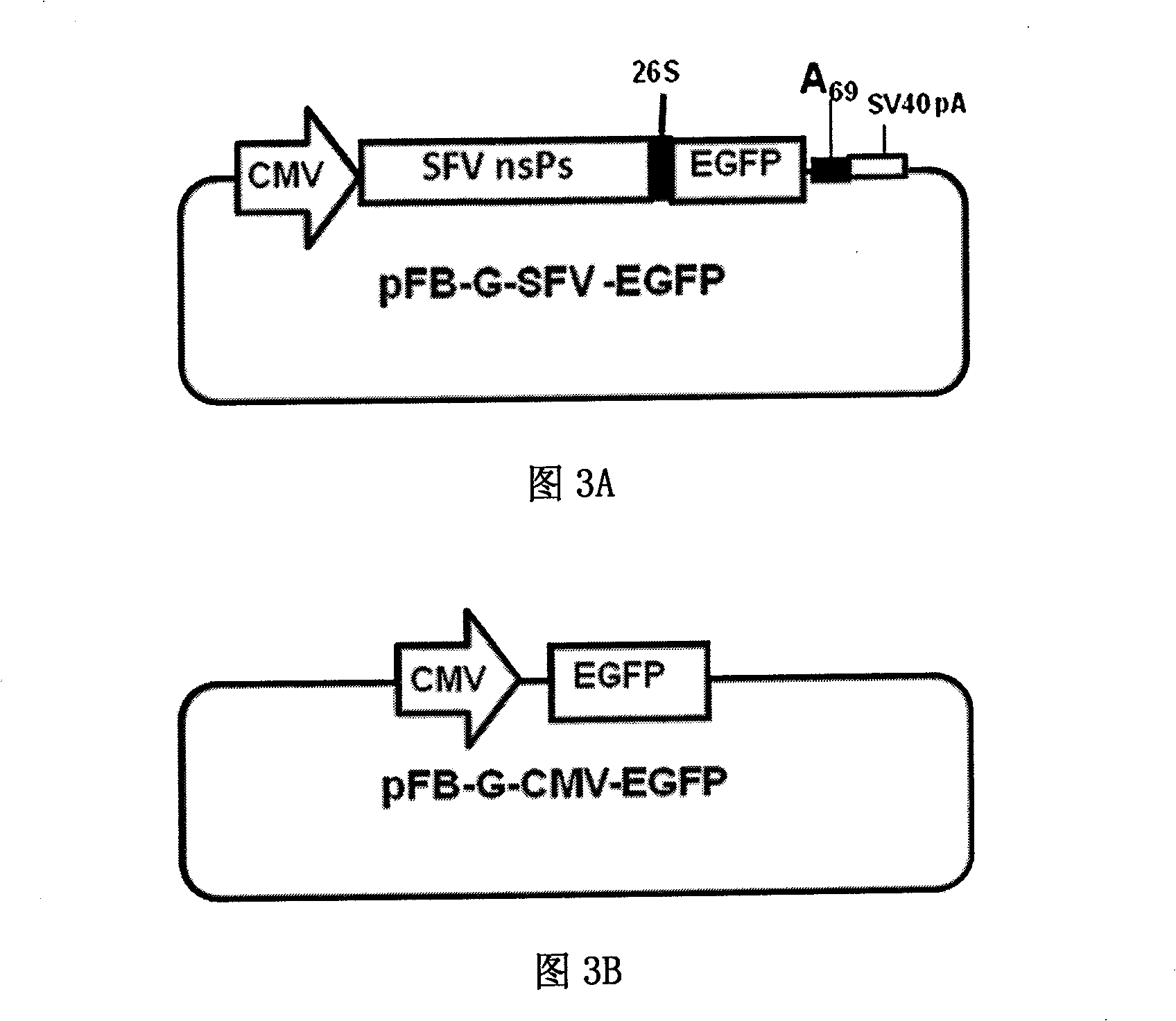 Recombination bacillary viral vector skeleton plasmid and application thereof