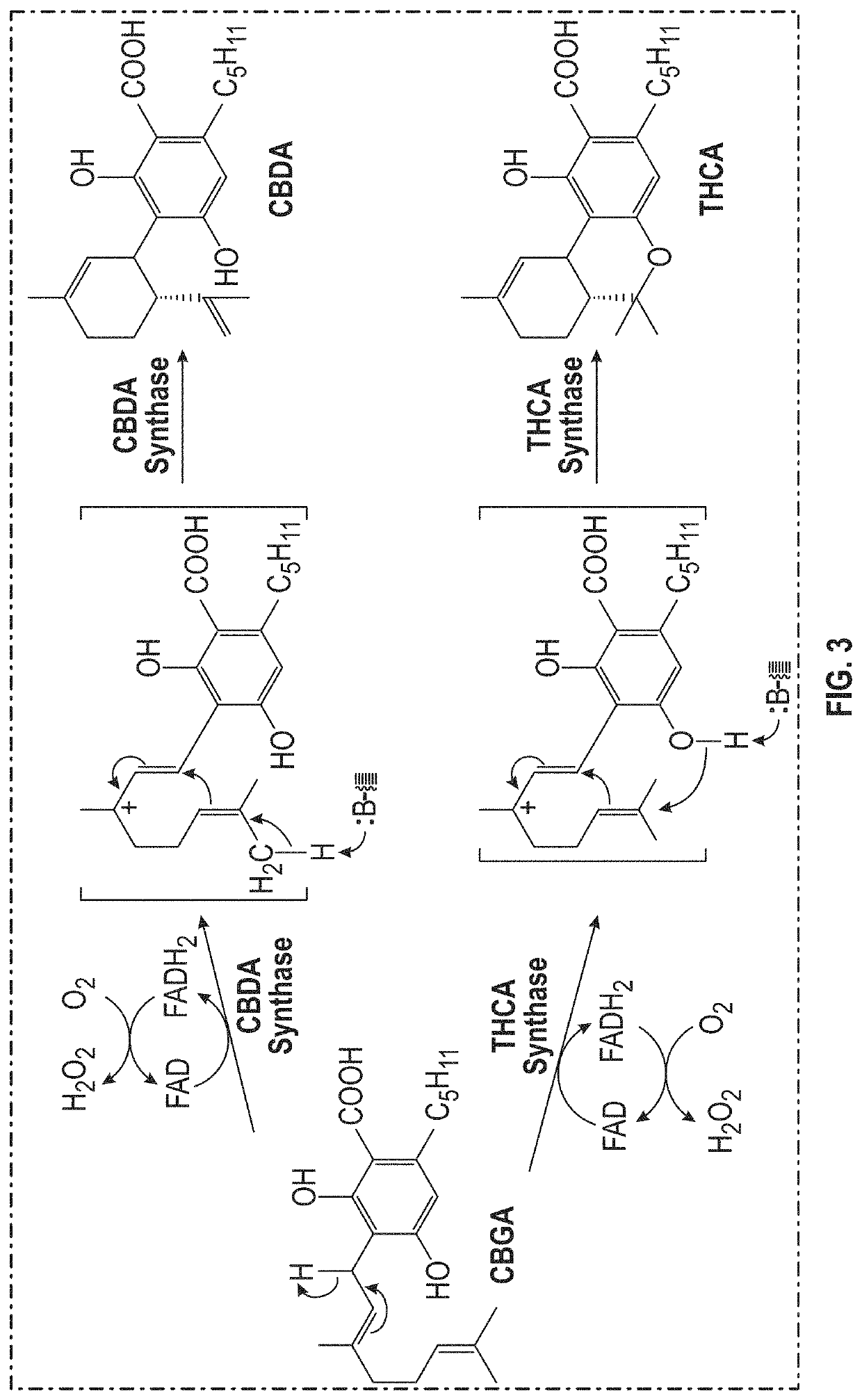 Systems and methods for enhancing trichome formation and density in cannabis