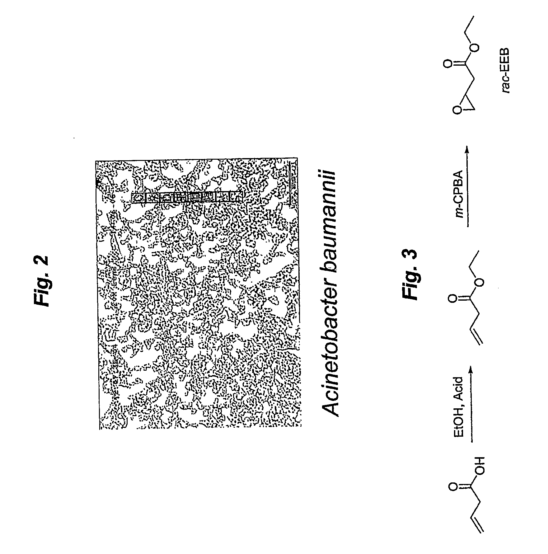 Microbial kinetic resolution of ethyl-3,4-epoxybutyrate