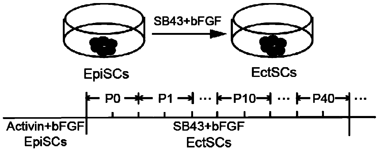 A kind of ectodermal stem cell line and its establishment method and use