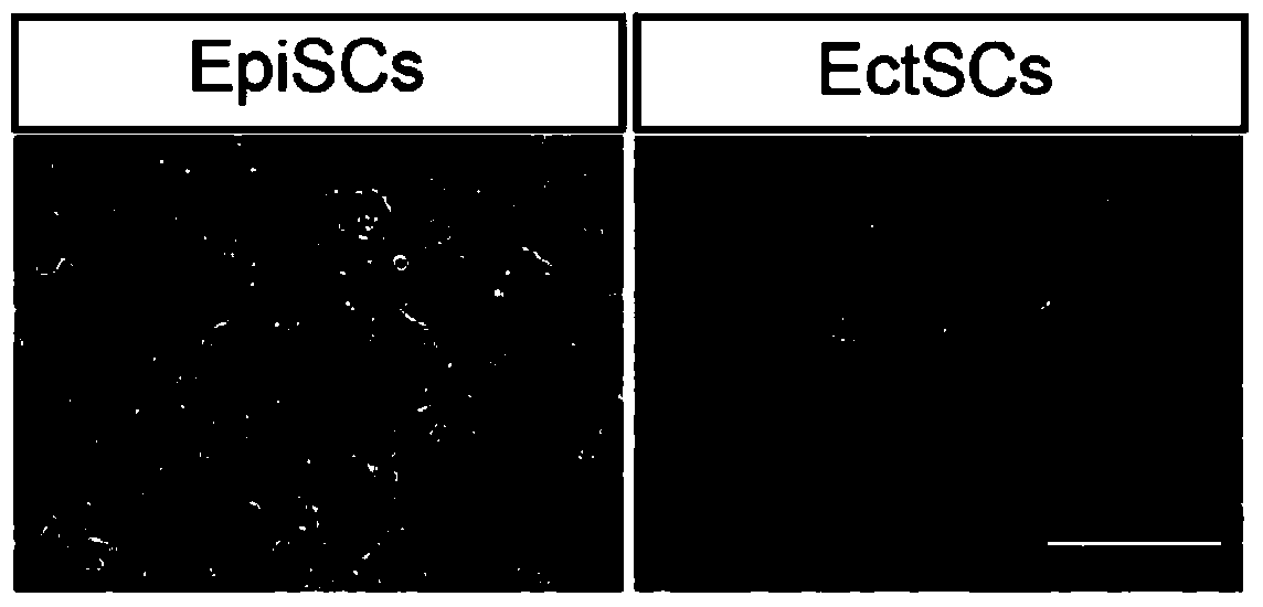 A kind of ectodermal stem cell line and its establishment method and use