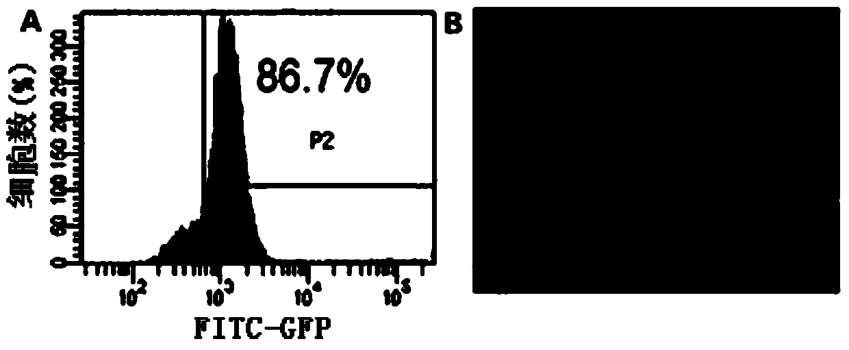 Method and application of directly reprogramming mouse liver cells into pancreatic beta cells