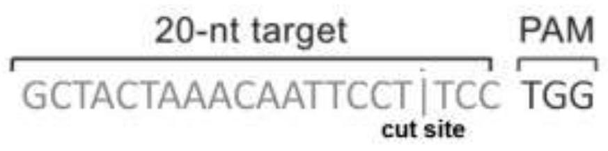 Recombinant adenovirus vaccine for African swine fever and construction method of recombinant adenovirus vaccine