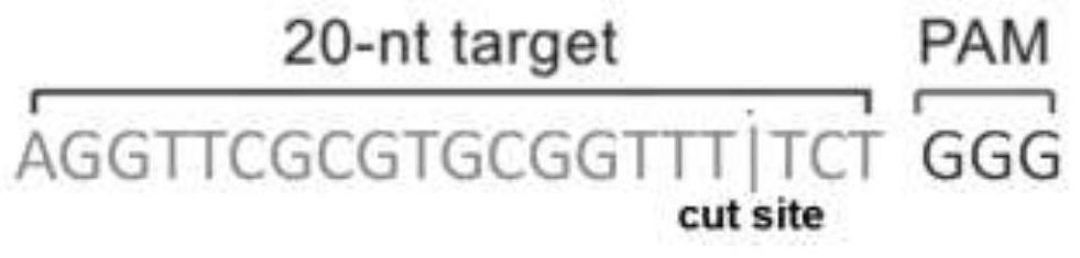 Recombinant adenovirus vaccine for African swine fever and construction method of recombinant adenovirus vaccine