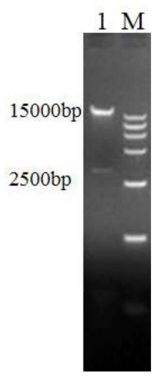 Recombinant adenovirus vaccine for African swine fever and construction method of recombinant adenovirus vaccine