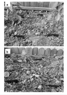 In-situ biochar-soil mineral composite sample collection method