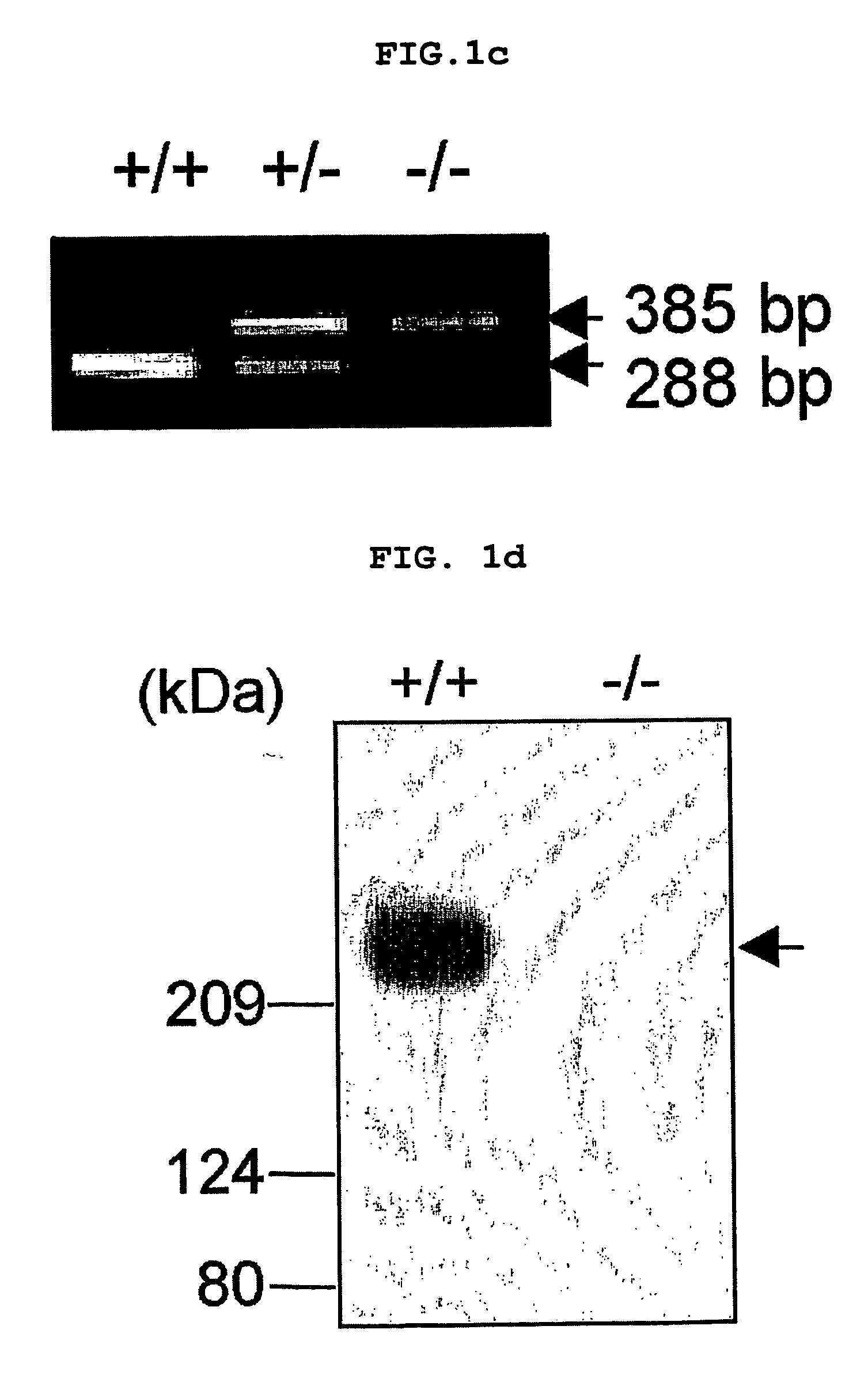 Method of resistance of epilepsy by suppressing the function of alpha 1g protein