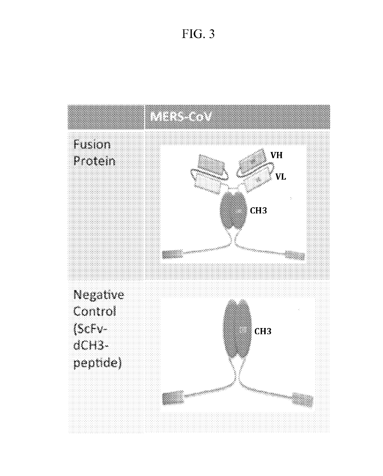 Human monoclonal antibodies against the middle east respiratory syndrome coronavirus (MERS-CoV) and engineered bispecific fusions with inhibitory peptides