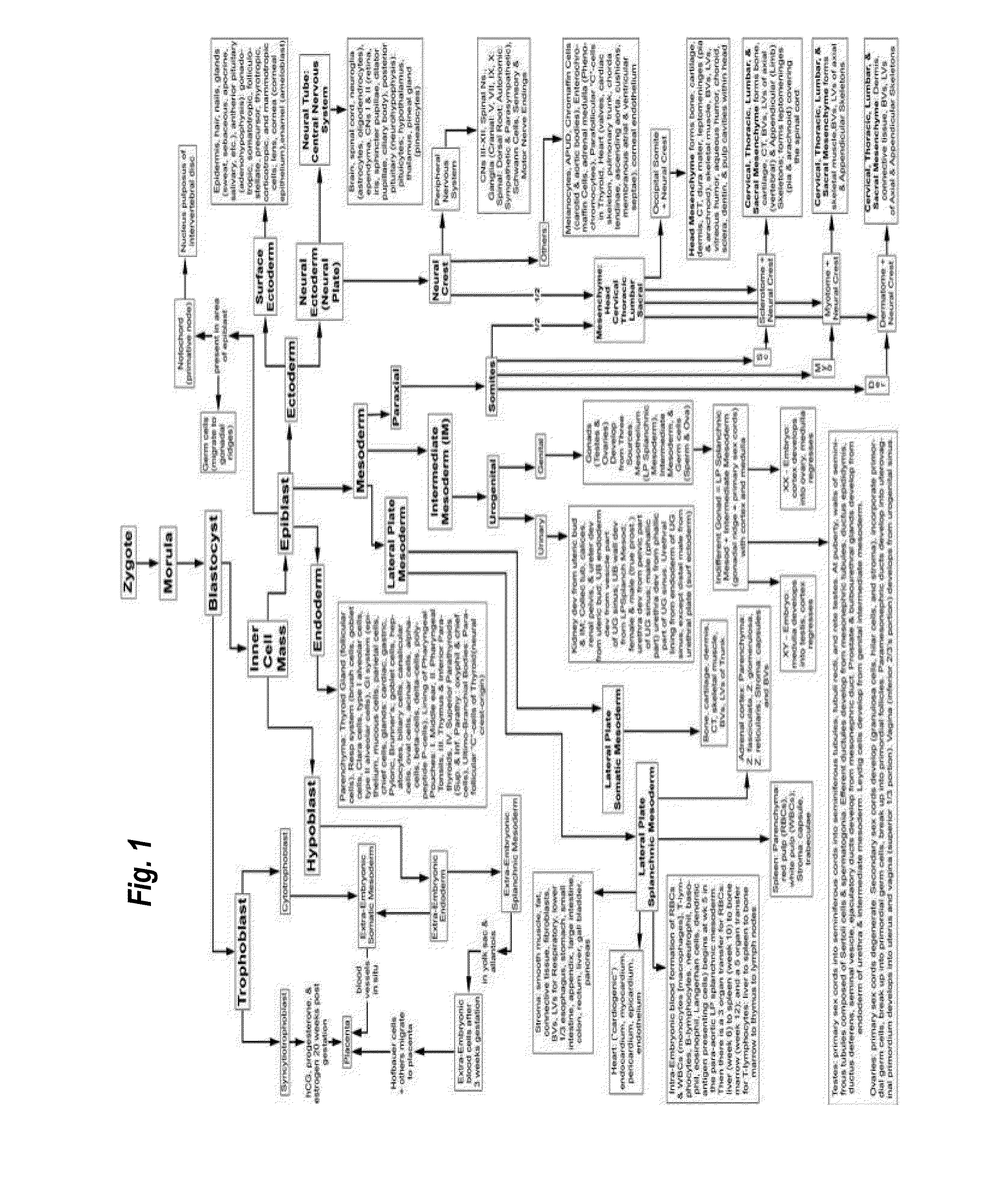 Identification, proliferation in situ, harvesting, separation, and transplantation of adult-derived regenerative pluripotent transitional blastomere-like stem cells and methods of treatment thereof