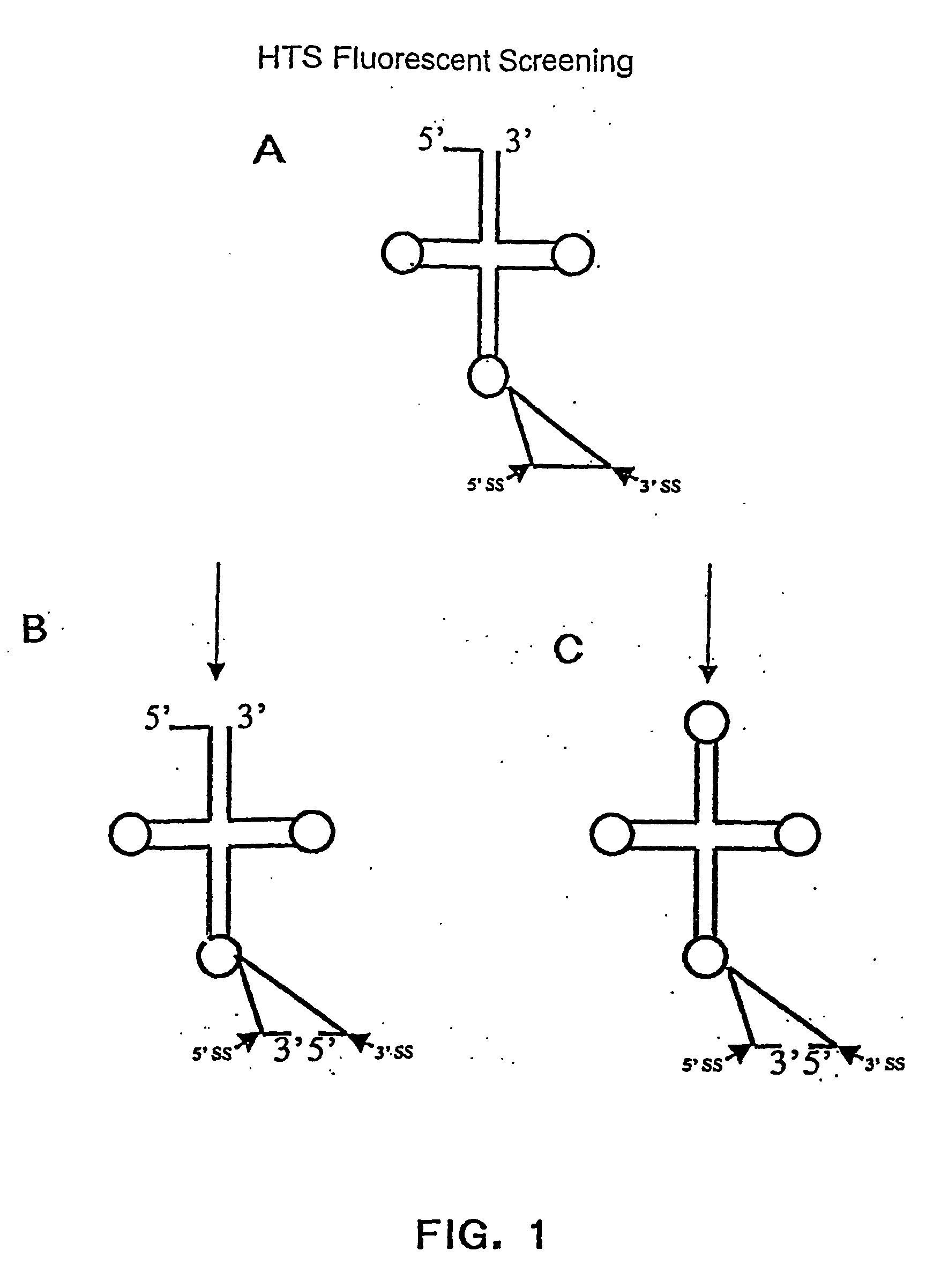 Methods of identifying compounds that target trna splicing endonuclease and uses of said compounds as anti-fungal agents