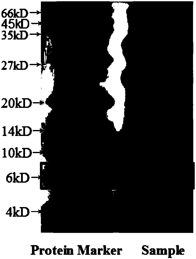 Bitter gourd and polypeptide composite buccal tablets capable of reducing blood sugar and preparation method of bitter gourd and polypeptide composite buccal tablets