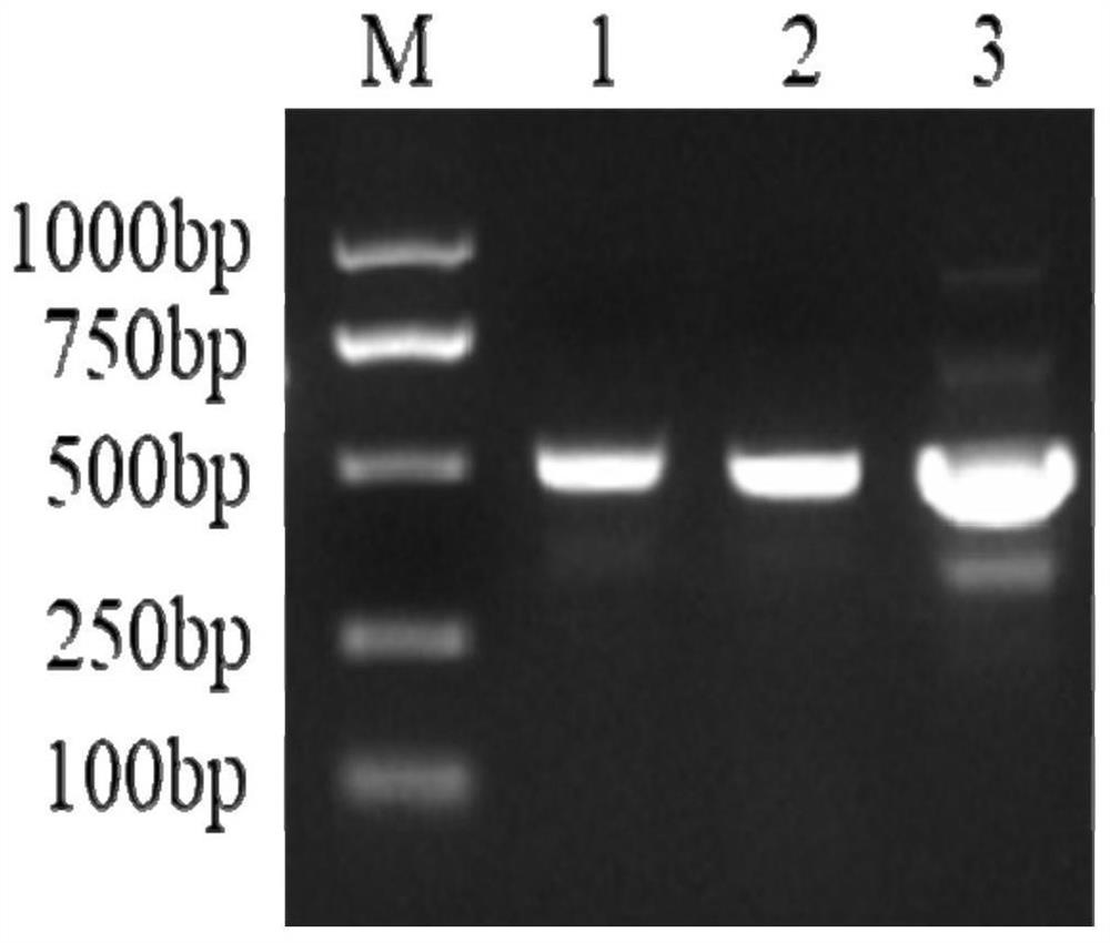 Application of Rowan Small Heat Shock Protein and Methods for Improving Plant Abiotic Stress Tolerance