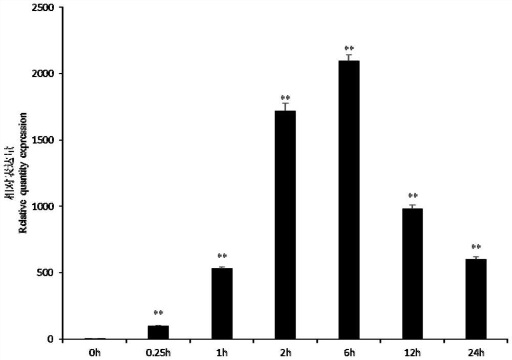 Application of Rowan Small Heat Shock Protein and Methods for Improving Plant Abiotic Stress Tolerance