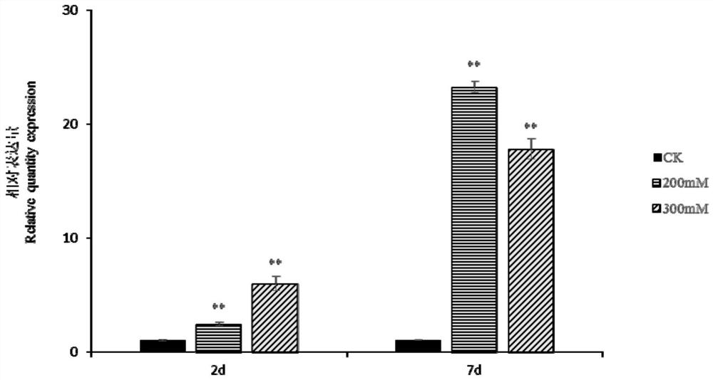 Application of Rowan Small Heat Shock Protein and Methods for Improving Plant Abiotic Stress Tolerance