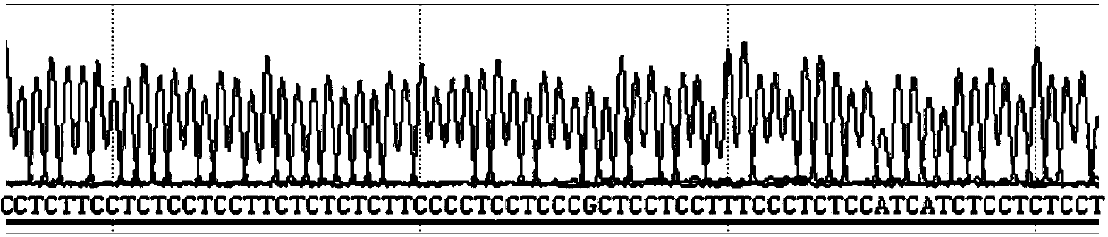 Method, oligonucleotide and kit for detecting was gene polymorphic mutation site
