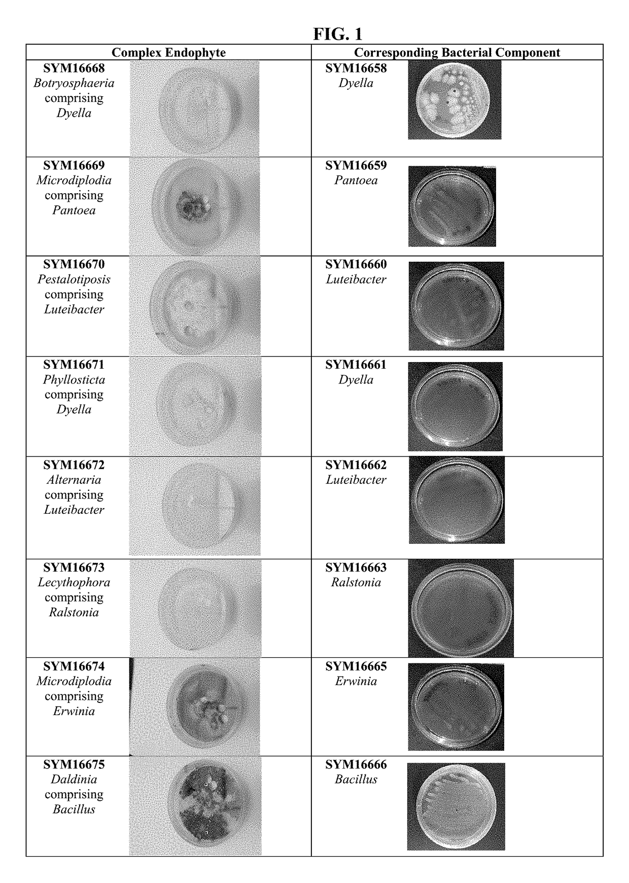 Isolated complex endophyte compositions and methods for improved plant traits
