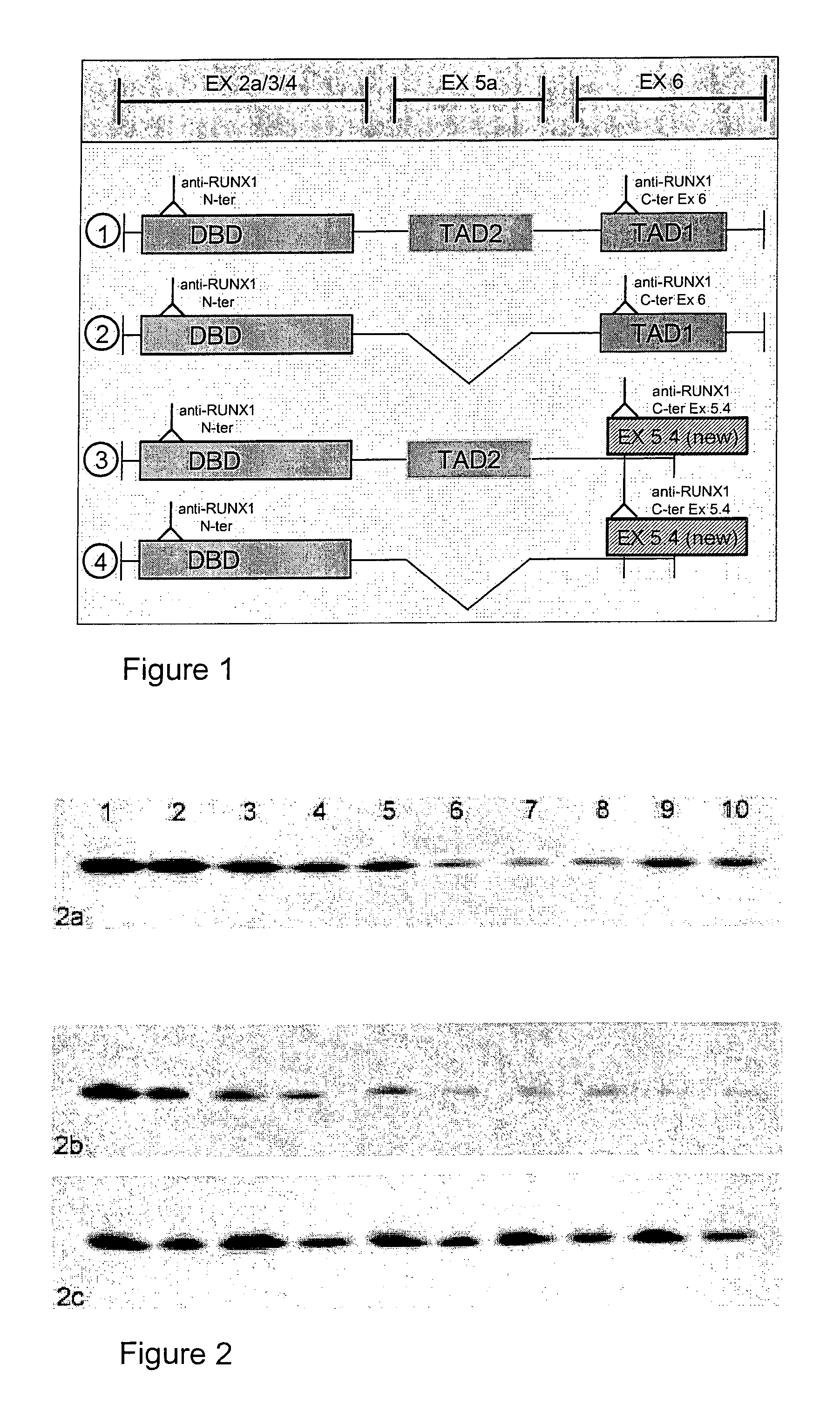 C-terminal exon 5.4 of runx1/aml1