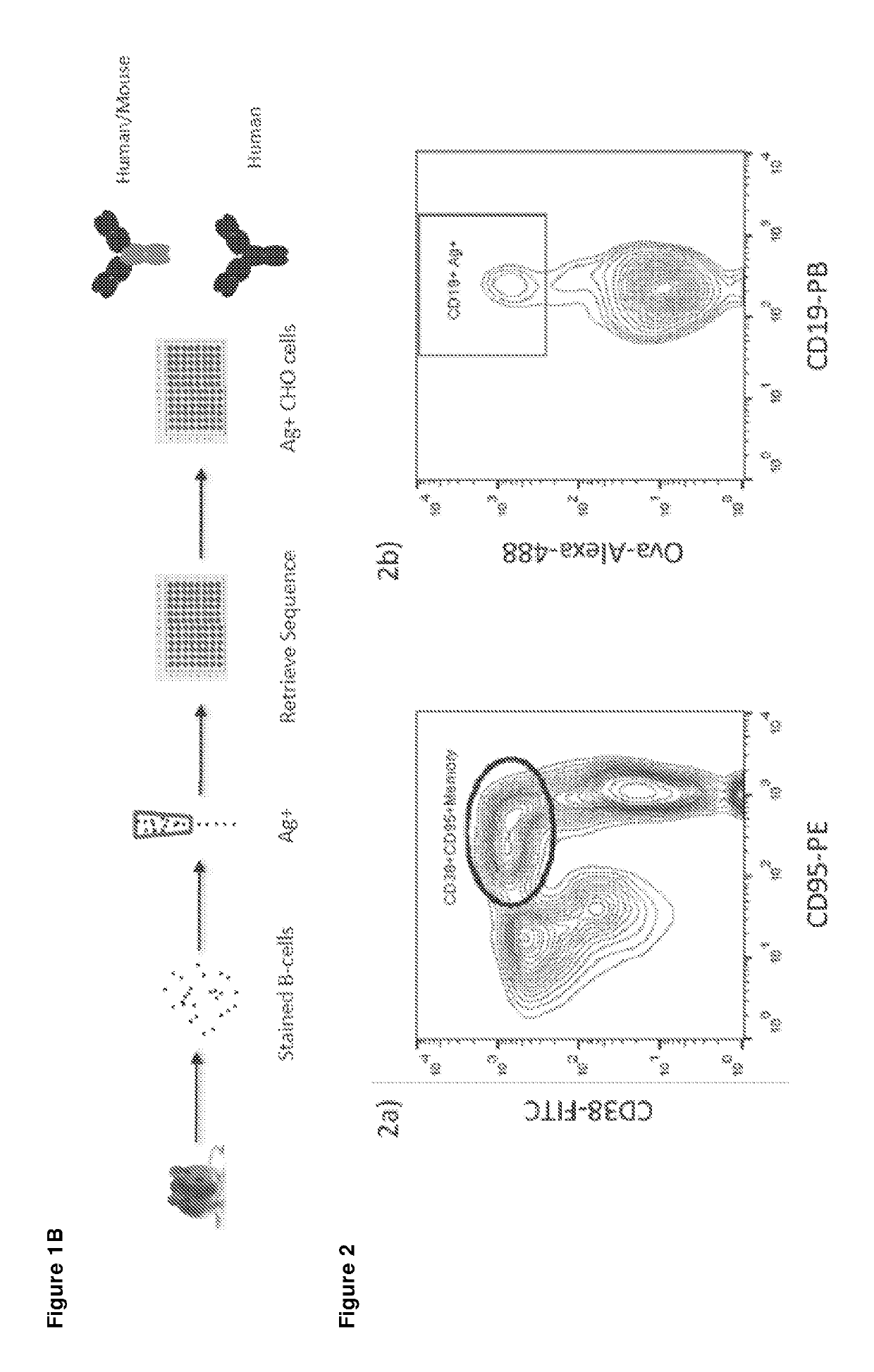 Expression vector production and high-throughput cell screening