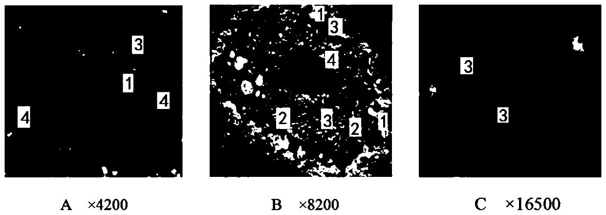 Expression method of autophagy gene MAP1LC3 in rabbit hormonal femoral head avascular necrosis