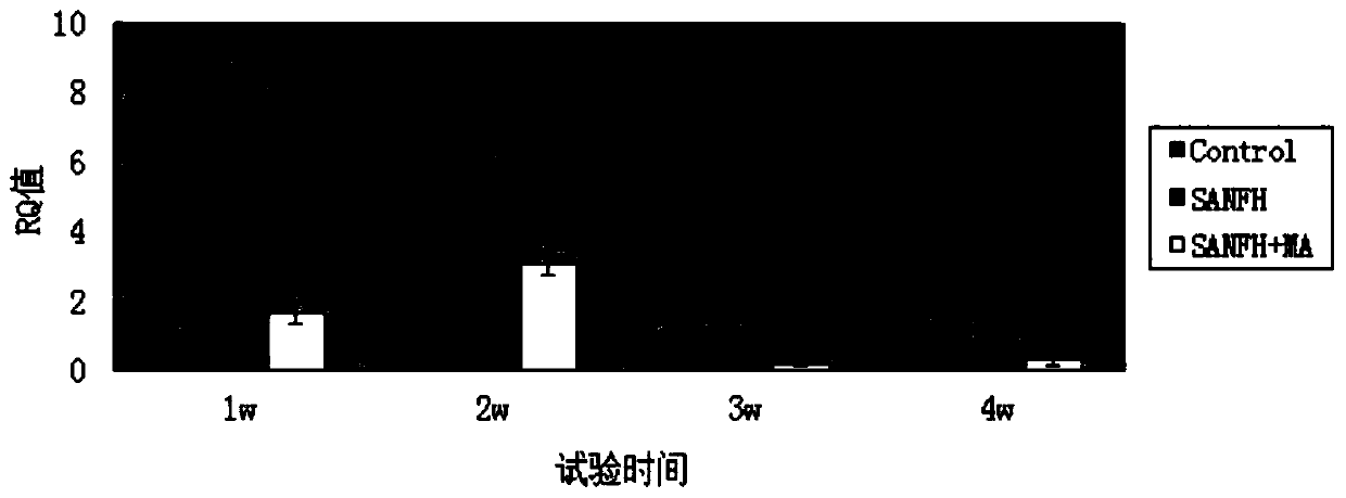 Expression method of autophagy gene MAP1LC3 in rabbit hormonal femoral head avascular necrosis