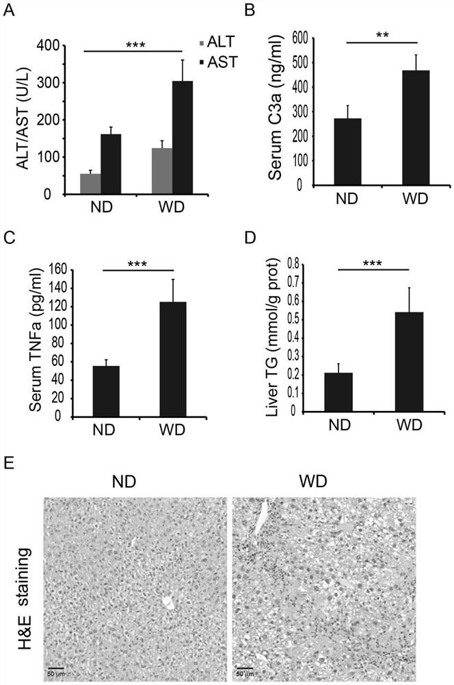 A kind of tirna-val antisense chain inhibitor and application thereof