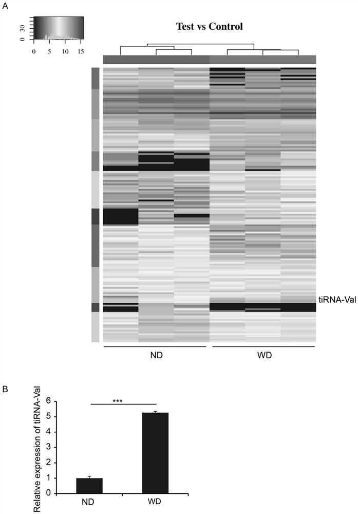 A kind of tirna-val antisense chain inhibitor and application thereof