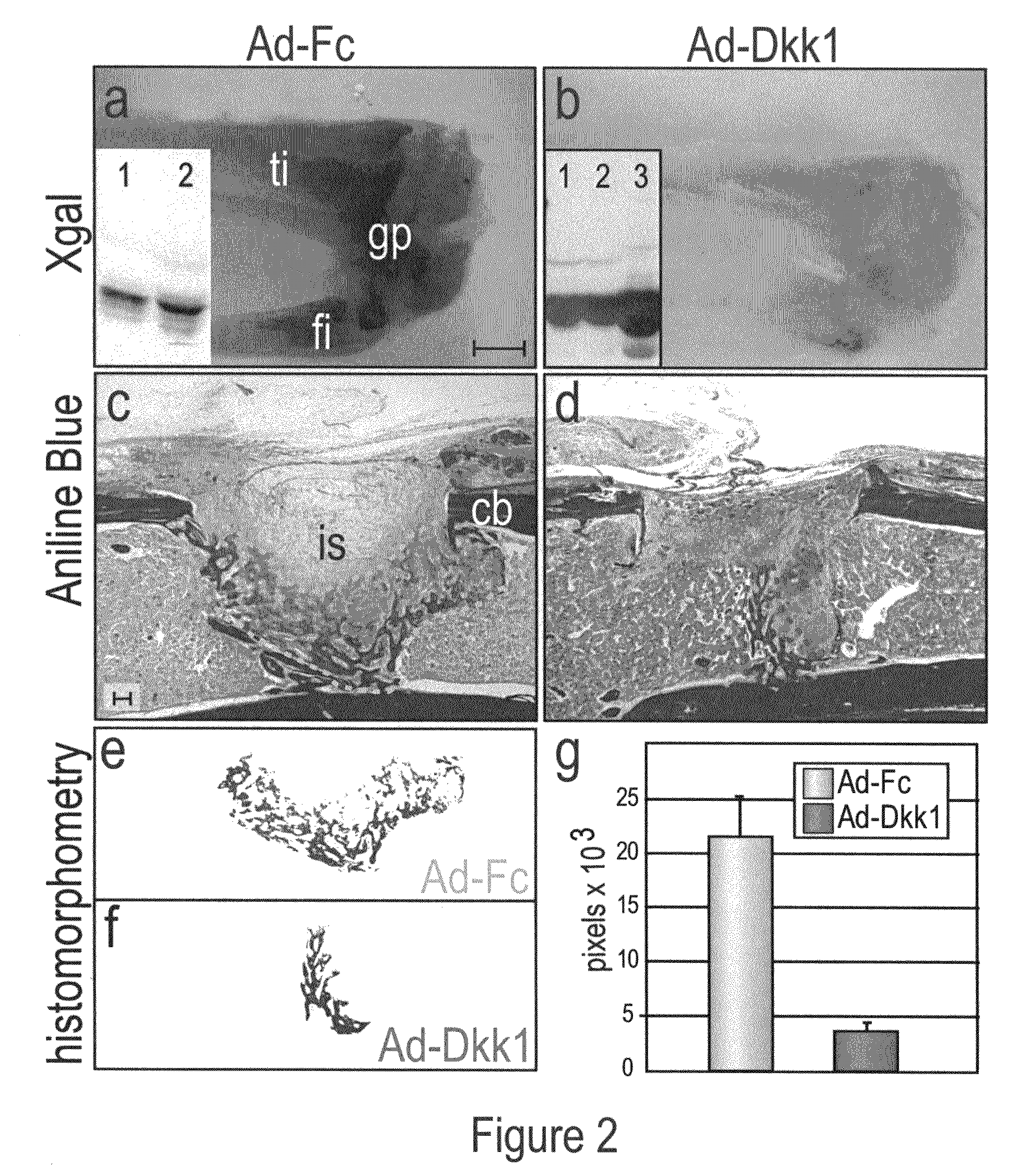 WNT compositions and methods of use thereof