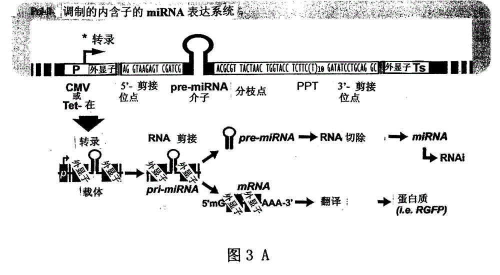 Design and Product of Cosmetics Using Intronic RNA Technology