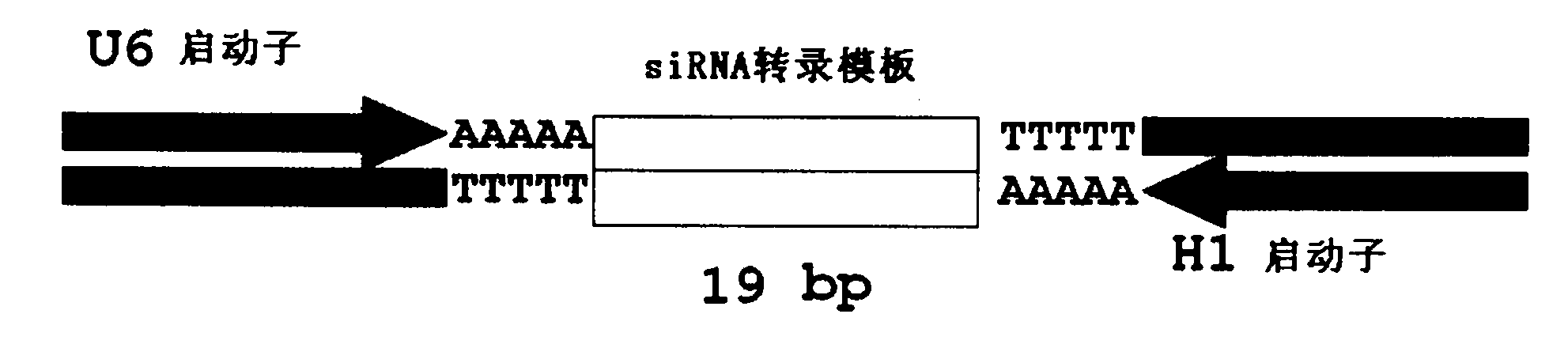 siRNA module of targeted Survivin gene and application thereof