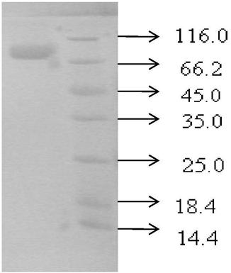 A blood coagulation factor X activator and a preparation method thereof