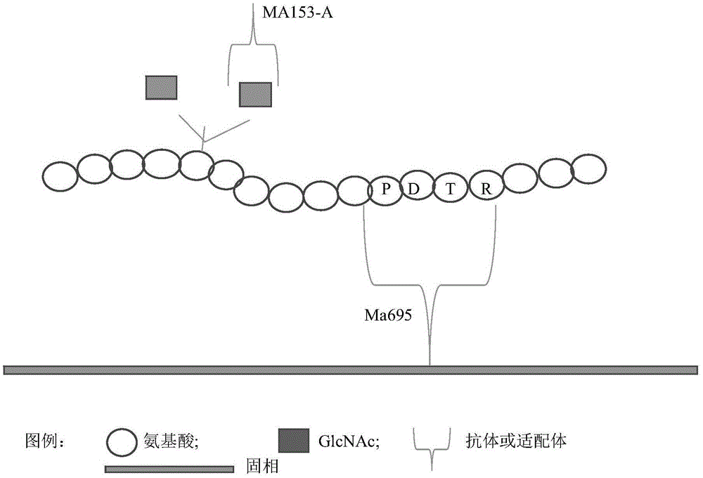 Tumor detection kit and its special substance for recognizing n-acetylglucosamine