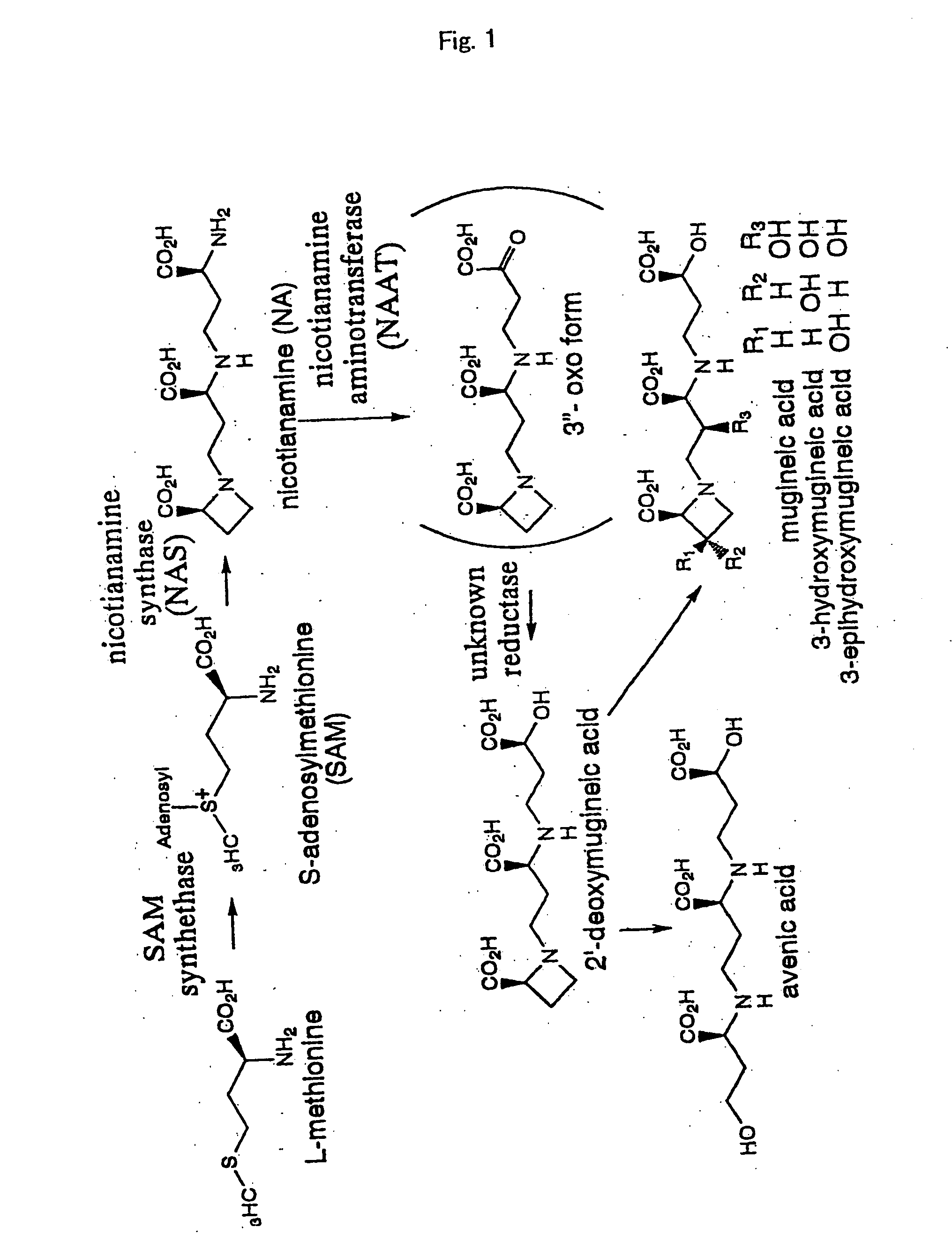 Nicotianamine synthase and gene encoding the same