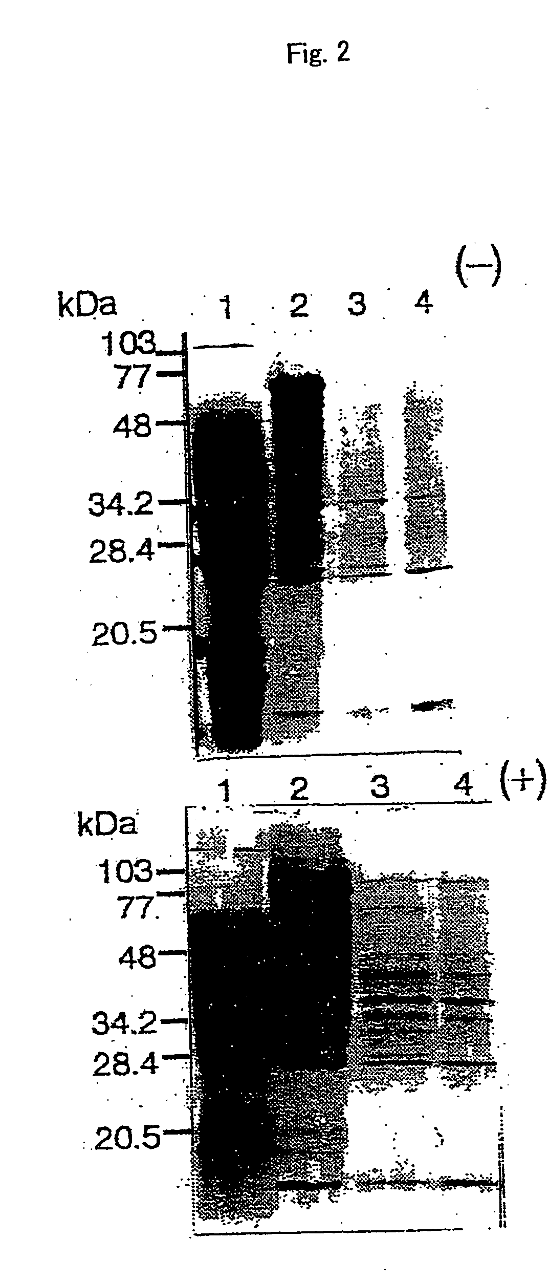 Nicotianamine synthase and gene encoding the same