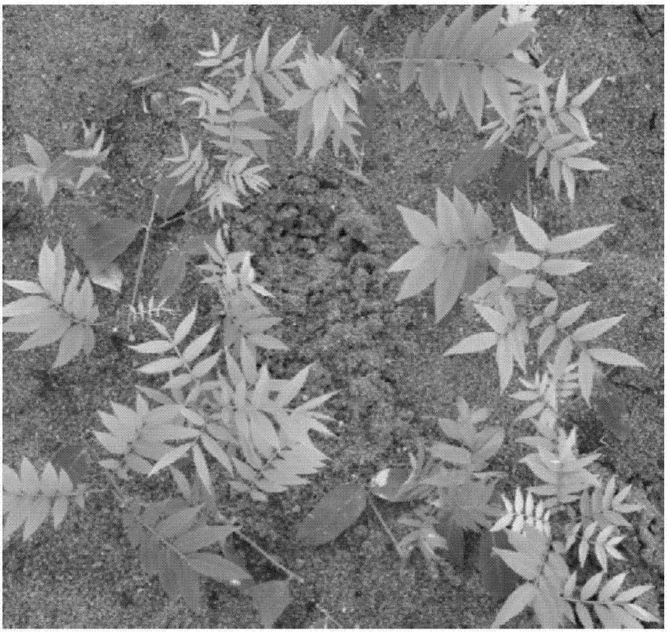 Method of fast propagating good strain seedlings of soapberry