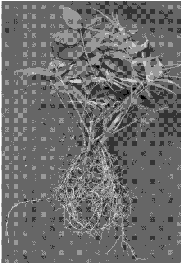 Method of fast propagating good strain seedlings of soapberry