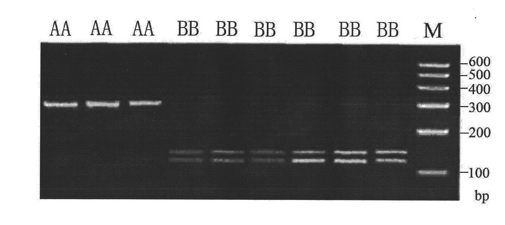 Screening method of goat COX II gene segment capable of serving as molecular marker and application thereof