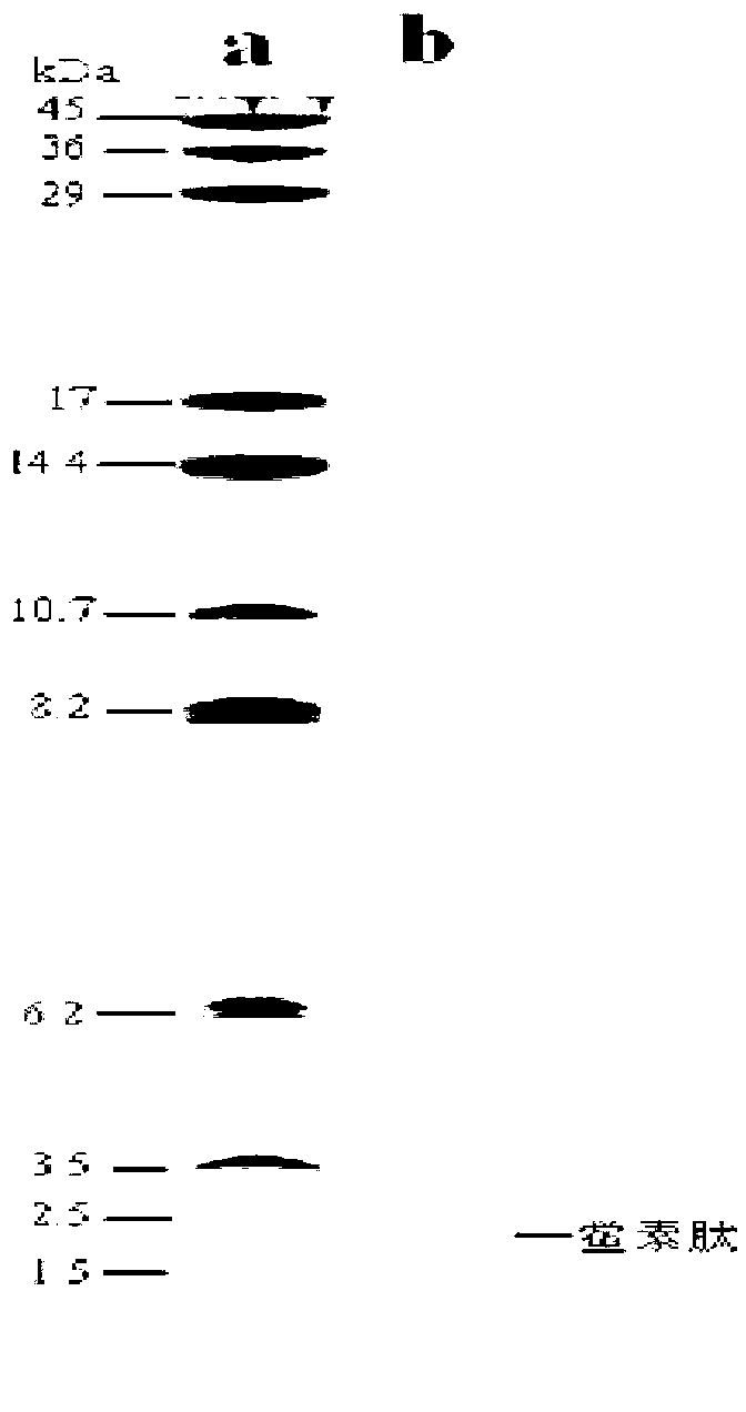 Method for largely and quick extracting tachyplesin peptide