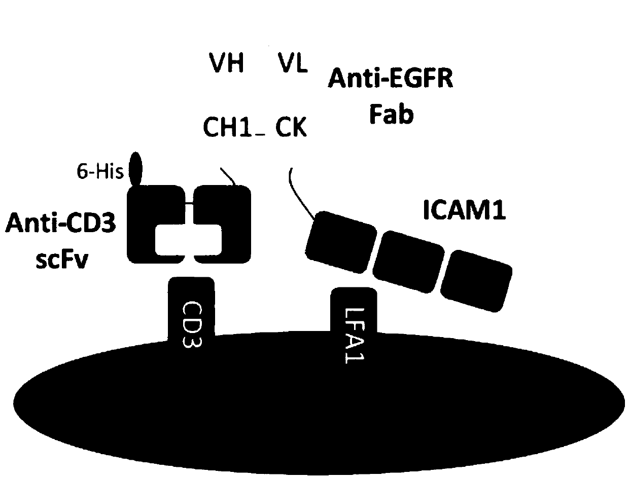 Bispecific antibody and using method thereof