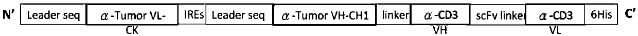 Bispecific antibody and using method thereof